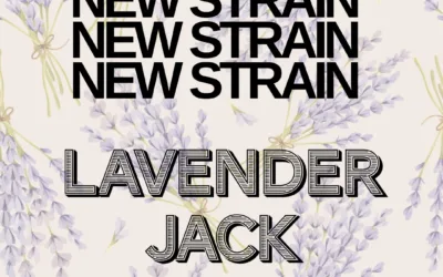 Lavender Jack THCa Flower – Premium Sativa (31.26%)