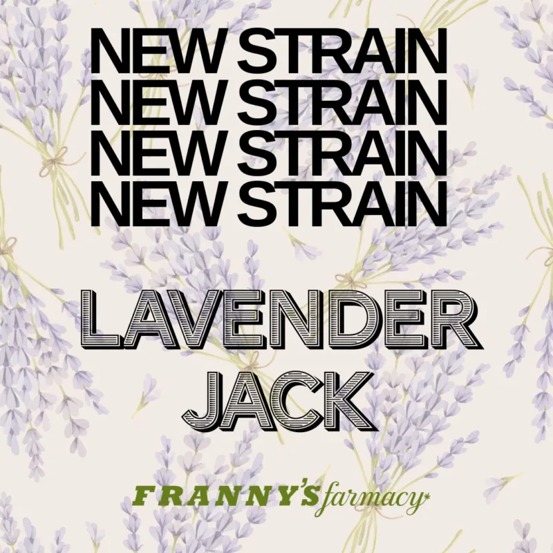 Lavender Jack THCa Flower – Premium Sativa (31.26%)