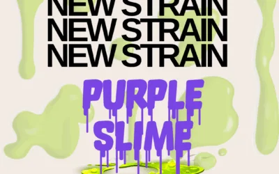 Purple Slime THCa Flower – Premium Indica (31.18%)