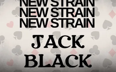 Jack Black THCa Flower – Premium Indica (30.47%)