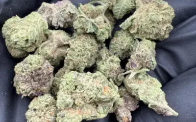 The Ritual of Relaxation — How THCa Flower Can Support Stress Relief