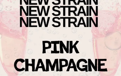 Pink Champagne THCa Flower – Indica-Dominant Hybrid (32.13%)