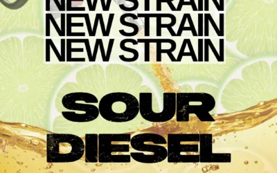 Sour Diesel THCa Flower – Classic Sativa (31.44%)