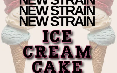 Ice Cream Cake THCa Flower – Indica-Dominant Hybrid (28.04%)