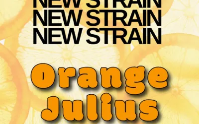 Orange Julius THCa Flower – Premium Sativa (33.1%)
