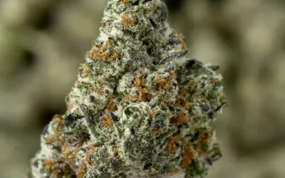 Peanut Butter Gelato THCa Flower – Indica (24.63%)