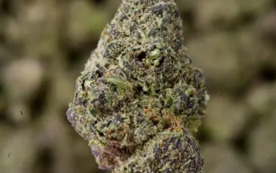 Purple Ice THCa Flower – Premium Sativa (27.03%)